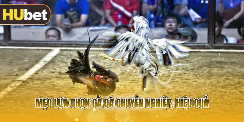 Mẹo lựa chọn gà đá chuyên nghiệp, hiệu quả
